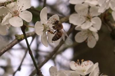 <i>Apis mellifera</i>