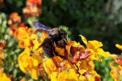 <i>Xylocopa violacea</i>
