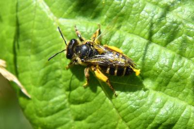 <i>Andrena flavipes</i>