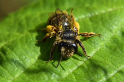 <i>Andrena flavipes</i>