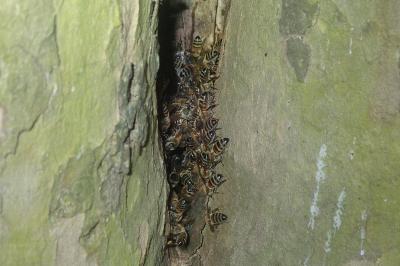 <i>Apis mellifera</i>