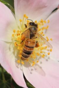 <i>Apis mellifera</i>