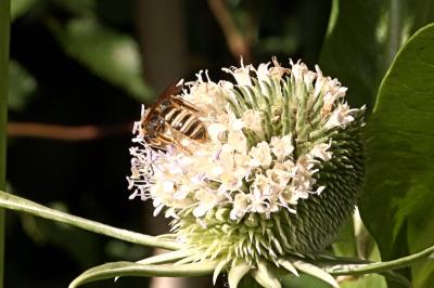 <i>Halictus scabiosae</i>
