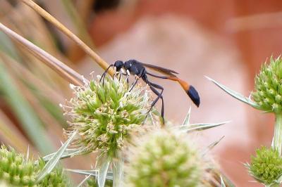 <i>Ammophila sabulosa</i>