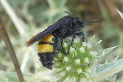 <i>Scolia hirta</i>
