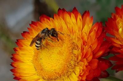 <i>Halictus scabiosae</i>