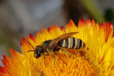 <i>Halictus scabiosae</i>