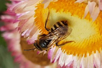 <i>Halictus scabiosae</i>