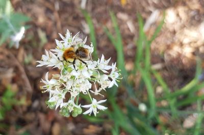 <i>Bombus pascuorum</i>