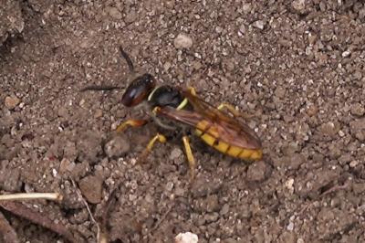 <i>Philanthus triangulum</i>