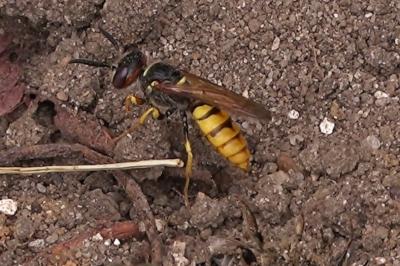 <i>Philanthus triangulum</i>