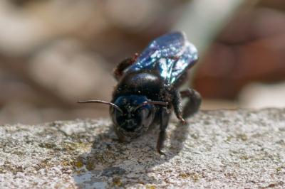 <i>Xylocopa</i>