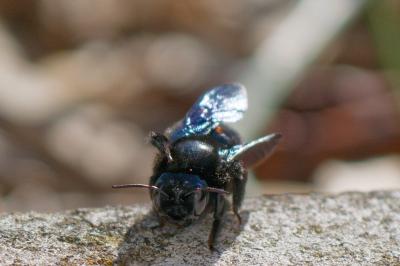 <i>Xylocopa</i>