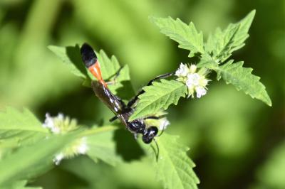 <i>Ammophila sabulosa</i>