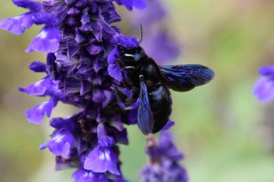 <i>Xylocopa violacea</i>