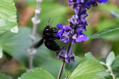 <i>Xylocopa violacea</i>