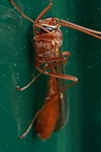 <i>Ophion luteus</i>