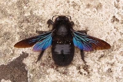 <i>Xylocopa valga</i>