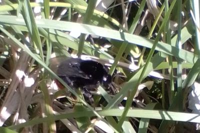 <i>Bombus lapidarius</i>