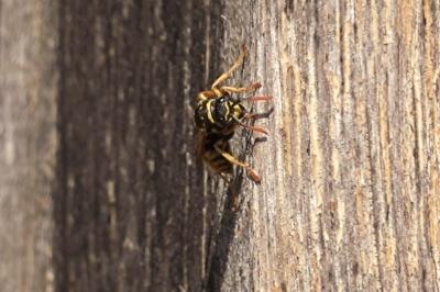 <i>Polistes dominula</i>