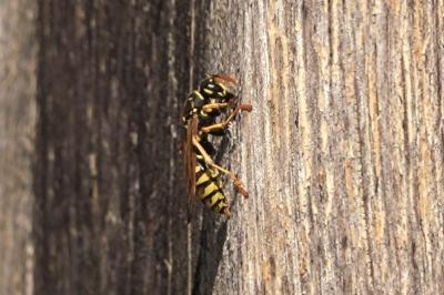 <i>Polistes dominula</i>