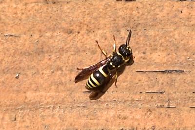 <i>Ancistrocerus nigricornis</i>