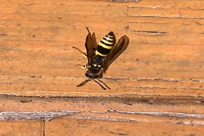 <i>Ancistrocerus nigricornis</i>