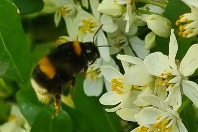 <i>Bombus terrestris</i>
