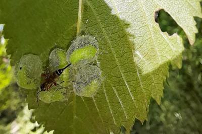 <i>Aproceros leucopoda</i>