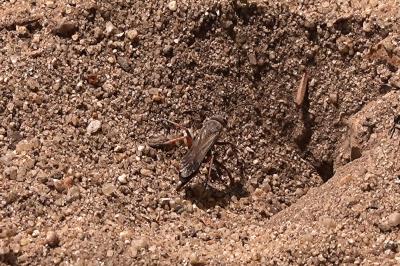 <i>Episyron rufipes</i>