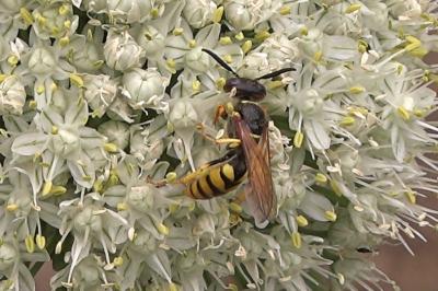 <i>Philanthus triangulum</i>