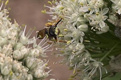 <i>Philanthus triangulum</i>