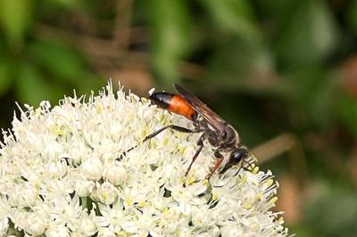 <i>Sphex funerarius</i>