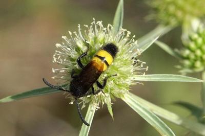 <i>Scolia hirta</i>