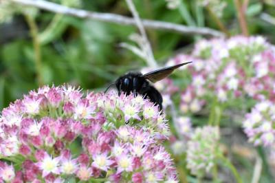 <i>Xylocopa violacea</i>