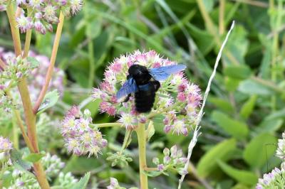 <i>Xylocopa violacea</i>