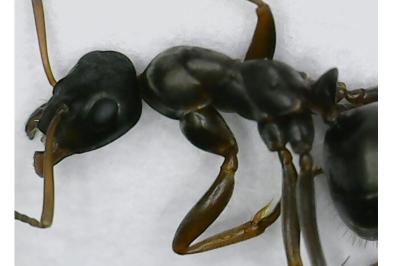 <i>Formica cunicularia</i>