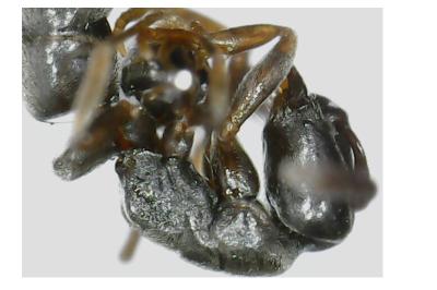 <i>Hypoponera eduardi</i>