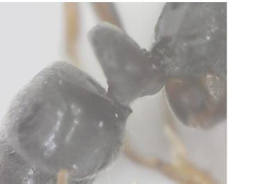 <i>Hypoponera eduardi</i>