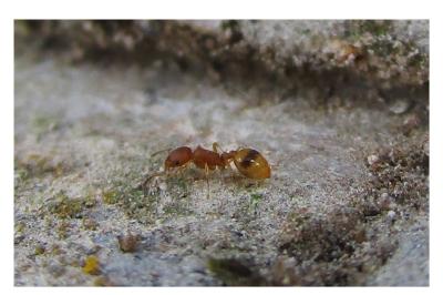 <i>Temnothorax unifasciatus</i>