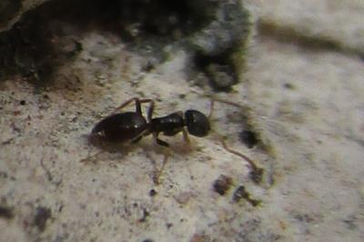 <i>Tapinoma pygmaeum</i>