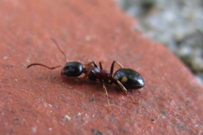 <i>Dolichoderus quadripunctatus</i>