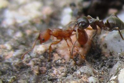 <i>Myrmica specioides</i>