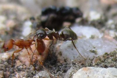 <i>Lasius niger</i>