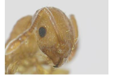 <i>Temnothorax parvulus</i>