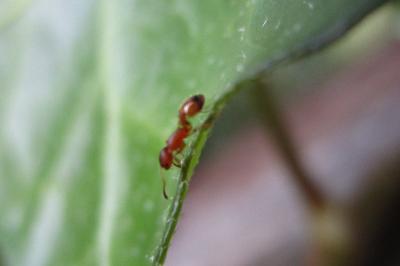 <i>Temnothorax</i>