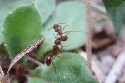 <i>Myrmica specioides</i>
