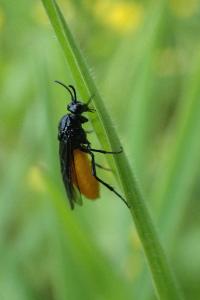 <i>Arge pagana</i>