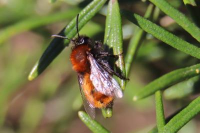 <i>Andrena fulva</i>