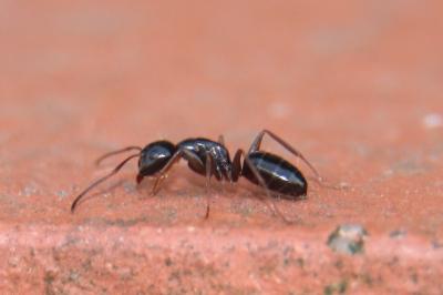 <i>Camponotus fallax</i>